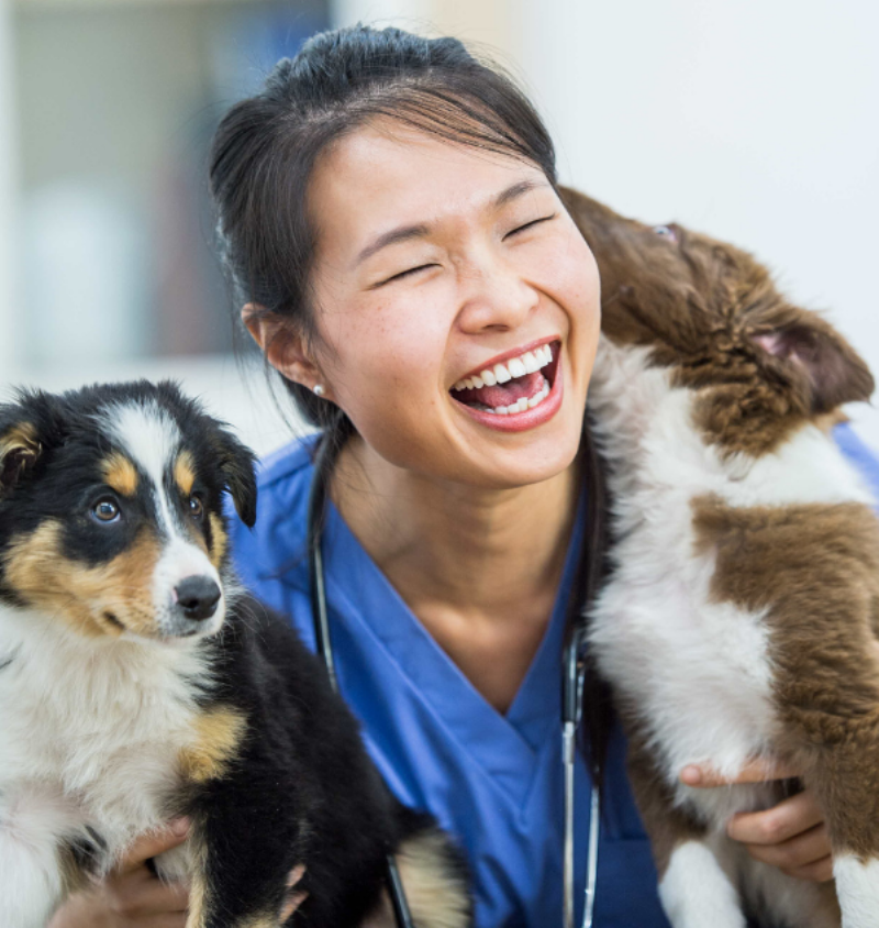 Các dịch vụ phẫu thuật tại phòng khám thú y quận bình tân cho thú cưng
